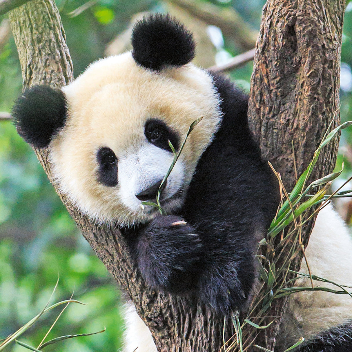 Ravensburger Puzzle 3x49 pc Wild Nature 056668V