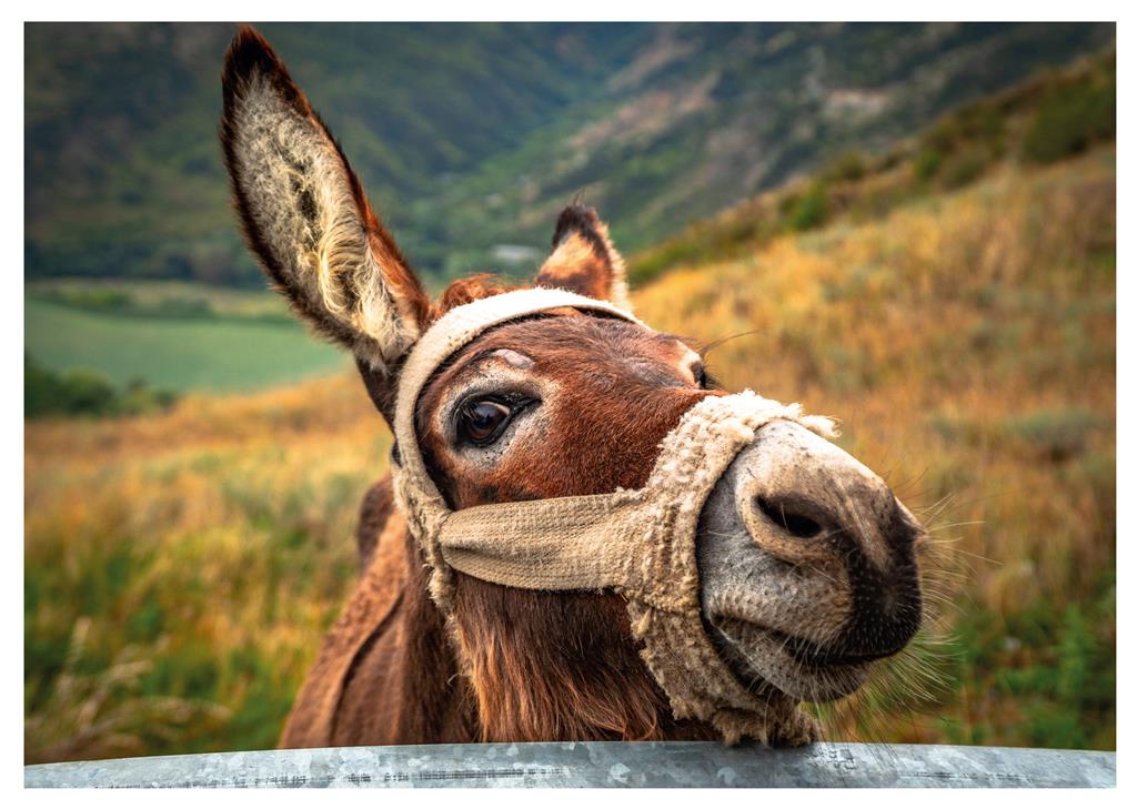 Dino Puzzle 500 pc Donkey 50248D