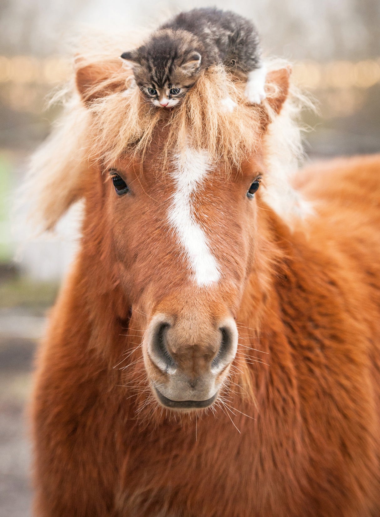Ravensburger Puzzle 500 Pieces: Pony And Cat 12001901V