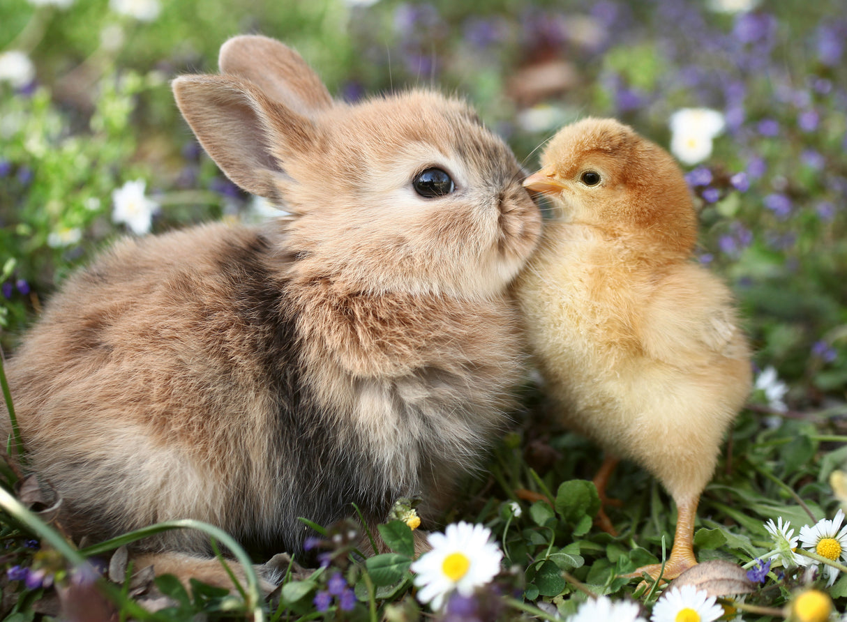Ravensburger Puzzle 500 Pieces: Rabbit And Chick 12001900V