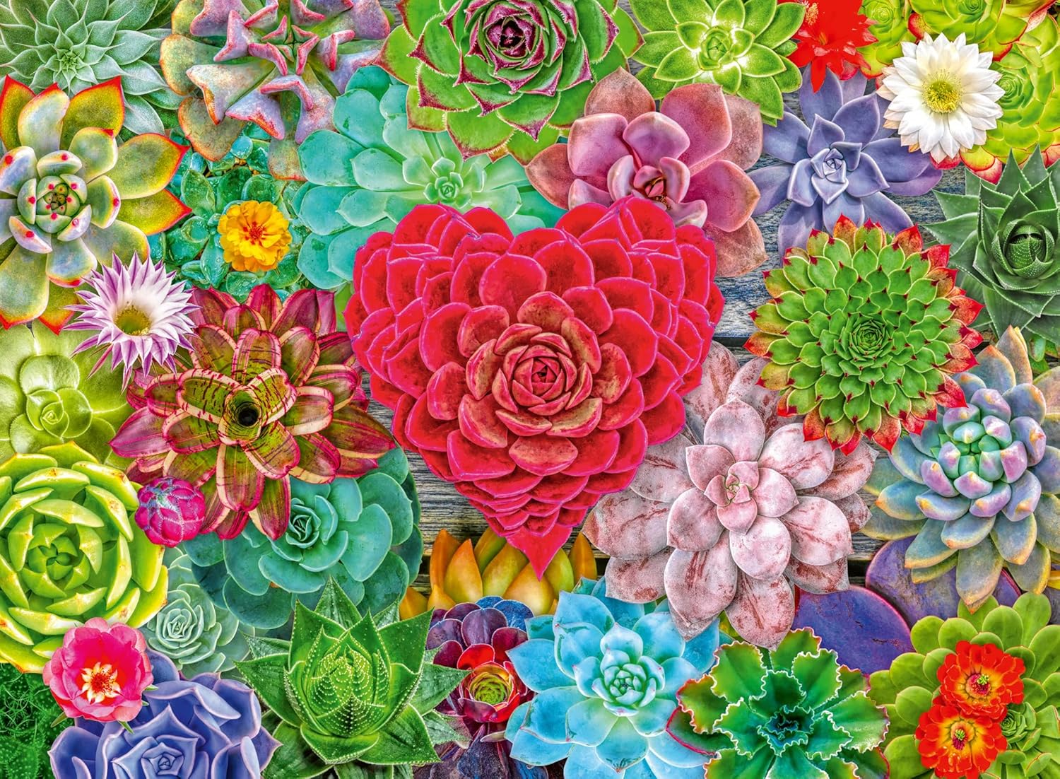 Ravensburger Puzzle 500 Pieces: Succulent Love 12001469V
