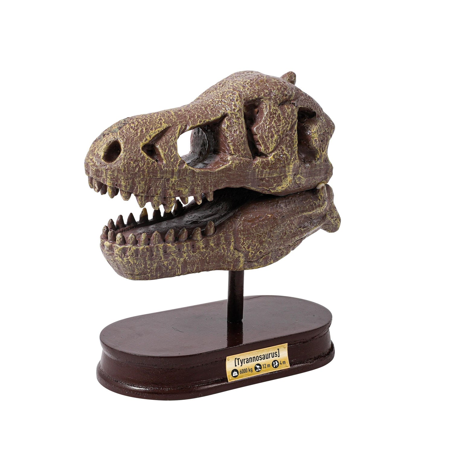Buki Dinosaur skull - Tyrannosaurus 2130I