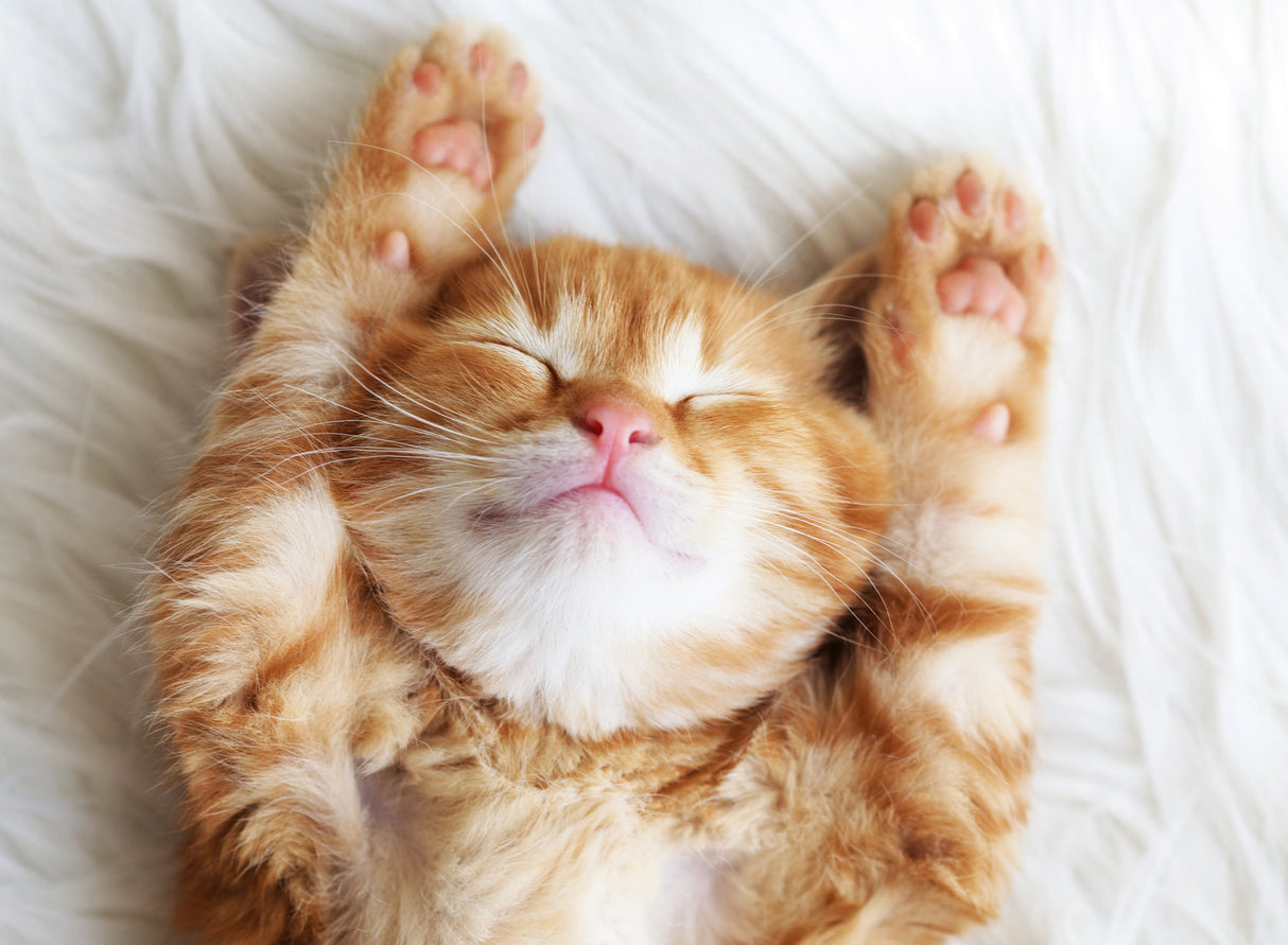 Ravensburger Puzzle 500 Pieces: Red Cat 12001905V