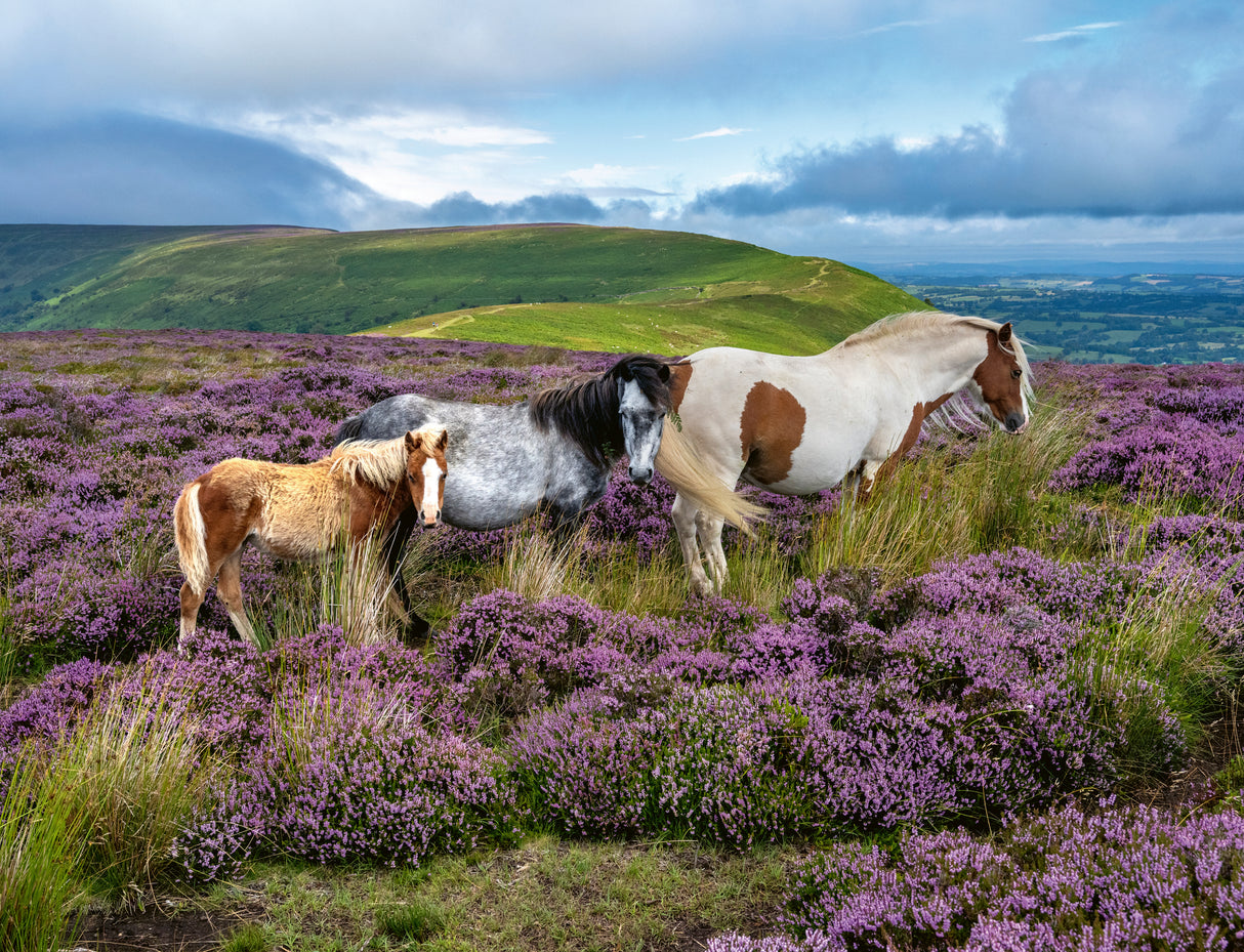 Ravensburger Puzzle 2000 Pieces: Wild Horses in the Heathe 12001751V