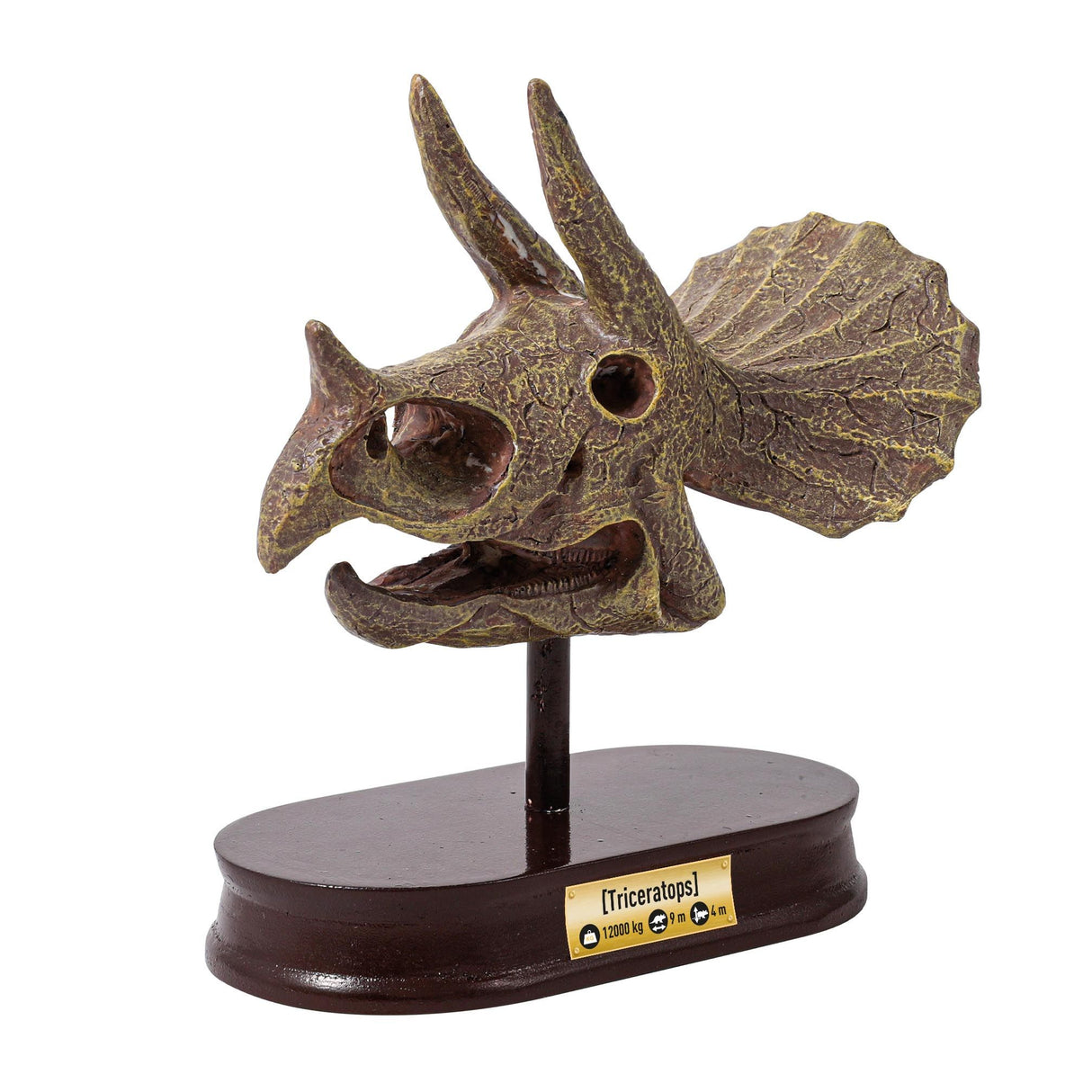 Buki Museum Skull Triceratops 2131I