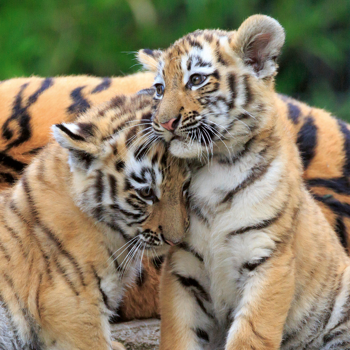 Ravensburger Puzzle 3x49 pc Wild Nature 056668V