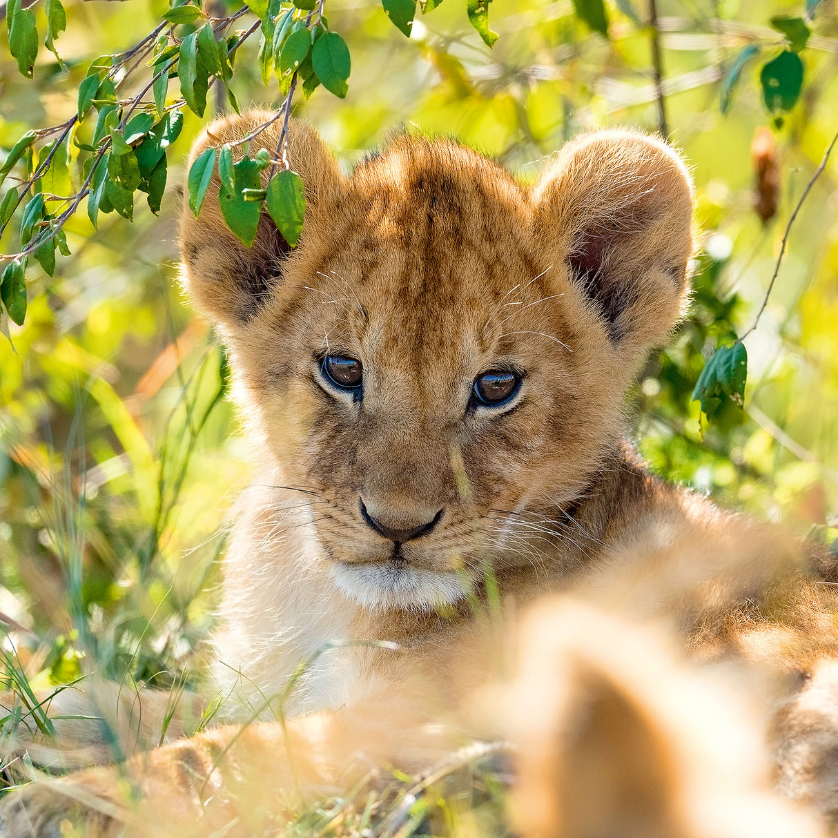 Ravensburger Puzzle 3x49 pc Wild Nature 056668V