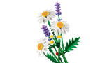 LEGO Botanicals Daisies 11508L