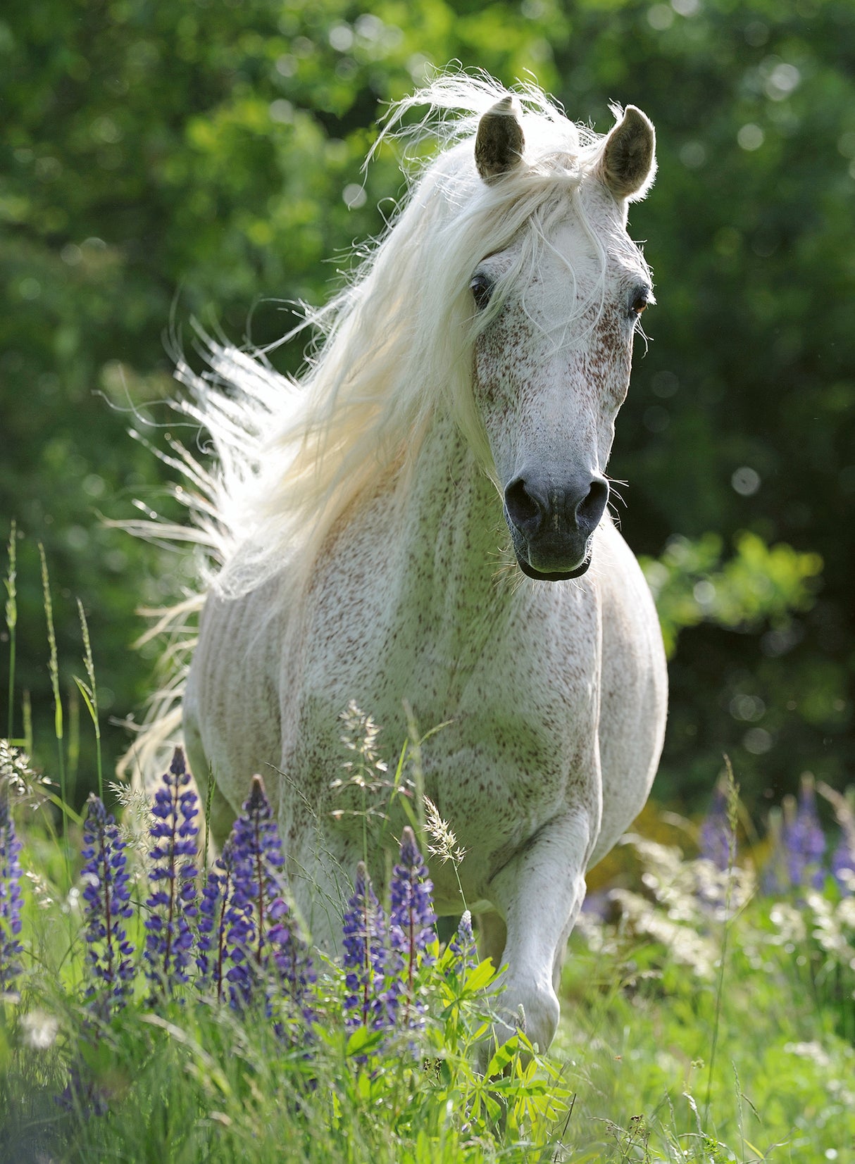 Ravensburger Puzzle 100 pc White Horse 129270V