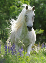 Ravensburger Puzzle 100 pc White Horse 129270V