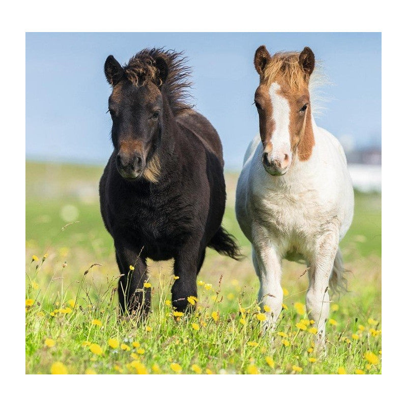Ravensburger Puzzle 3x49 pc Loving Horses 080113V