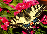 Ravensburger Puzzle 500 pc Colorful Butterfly 12001335V