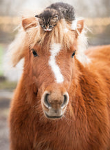 Ravensburger Puzzle 500 Pieces: Pony And Cat 12001901V