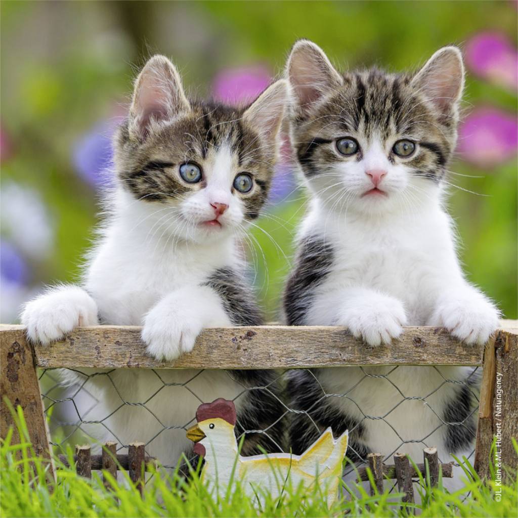 Ravensburger Puzzle 3x49 pc Kittens 080465V