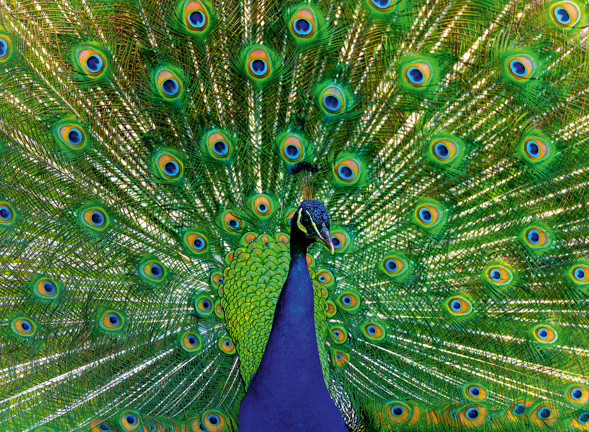 Ravensburger Puzzle 500 pc Peacock 12001332V