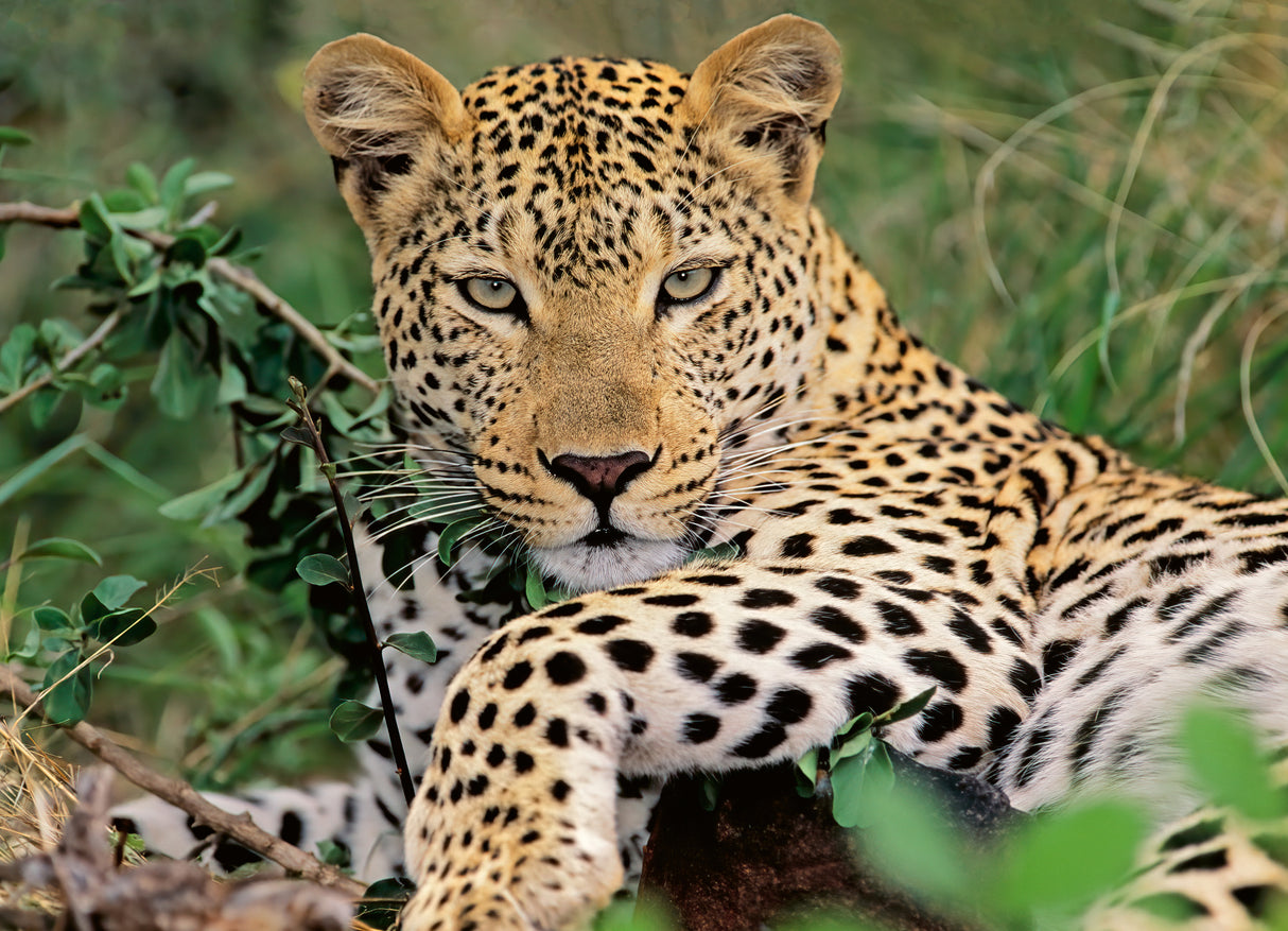 Ravensburger Puzzle 100 pc Exotic animal 133451V