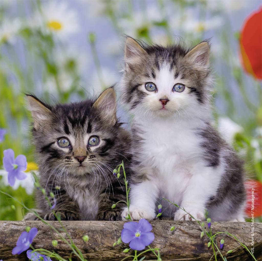 Ravensburger Puzzle 3x49 pc Kittens 080465V