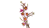 LEGO Botanicals Magnolia Branches 11510L