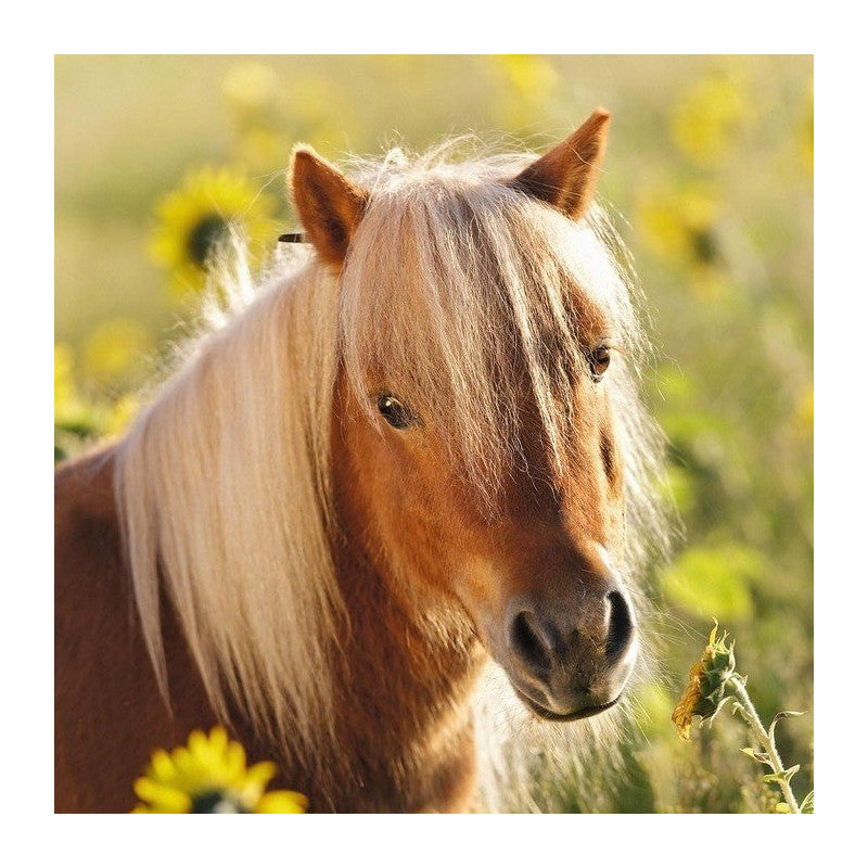 Ravensburger Puzzle 3x49 pc Loving Horses 080113V
