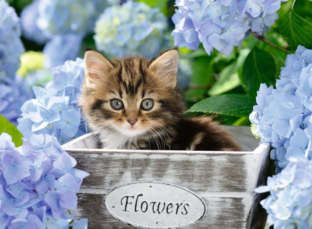 Ravensburger Puzzle 300 pc Tortoiseshell Kitty 128945V