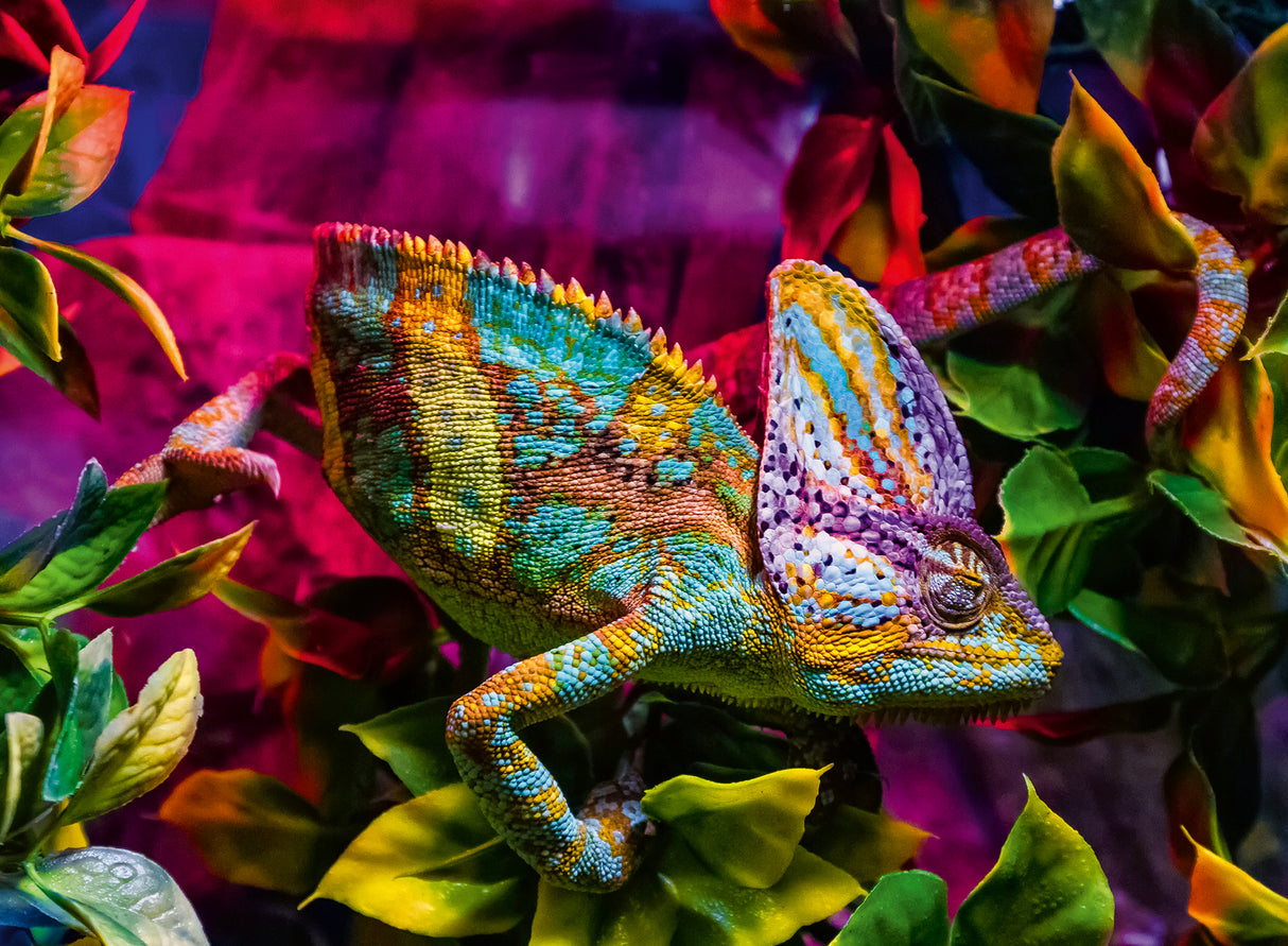 Ravensburger Puzzle 500 pc Chameleon 12001333V