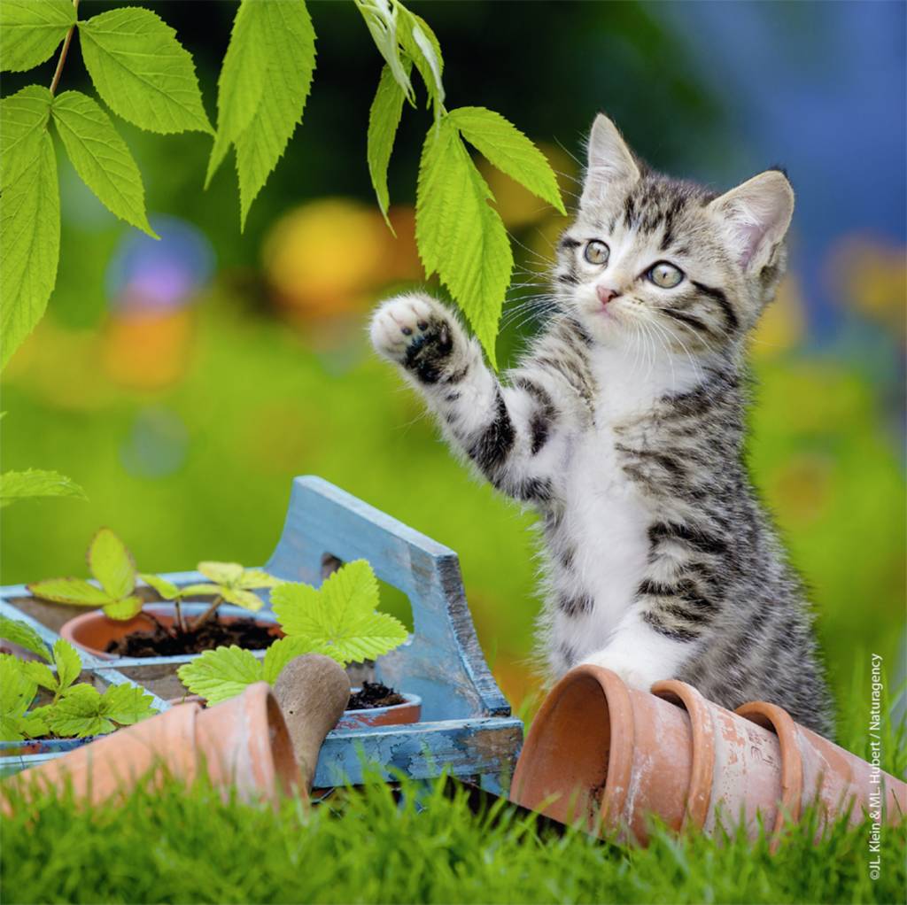 Ravensburger Puzzle 3x49 pc Kittens 080465V