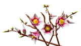 LEGO Botanicals Magnolia Branches 11510L