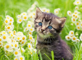Ravensburger Puzzle 500 Pieces: Cat In The Garden 12000367V