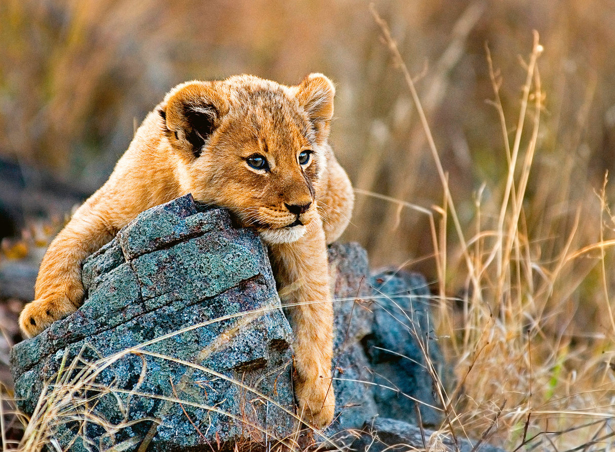 Ravensburger Puzzle 200 pc Lioncub 129461V