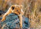 Ravensburger Puzzle 200 pc Lioncub 129461V