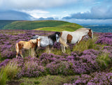 Ravensburger Puzzle 2000 Pieces: Wild Horses in the Heathe 12001751V