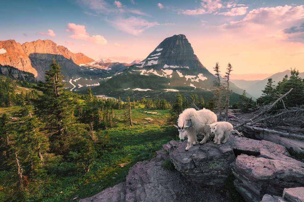 Ravensburger Puzzle 3000 pc With an Alpine Ibex Kid 12000809V
