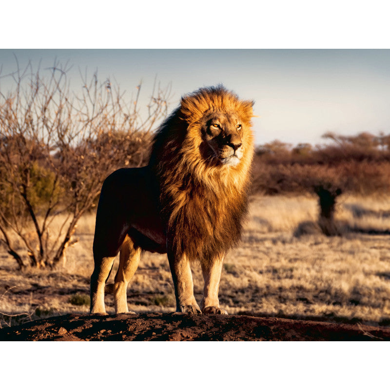 
Ravensburger Puzzle 1500 Pc Lion 171071V