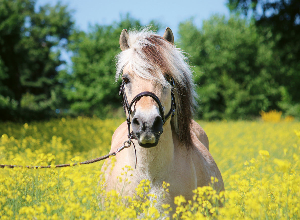Ravensburger Puzzle 500 pc White horse
 12000210V