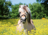 Ravensburger Puzzle 500 pc White horse
 12000210V