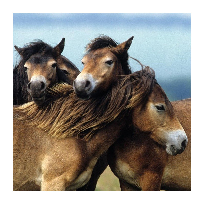 Ravensburger Puzzle 3x49 pc Loving Horses 080113V