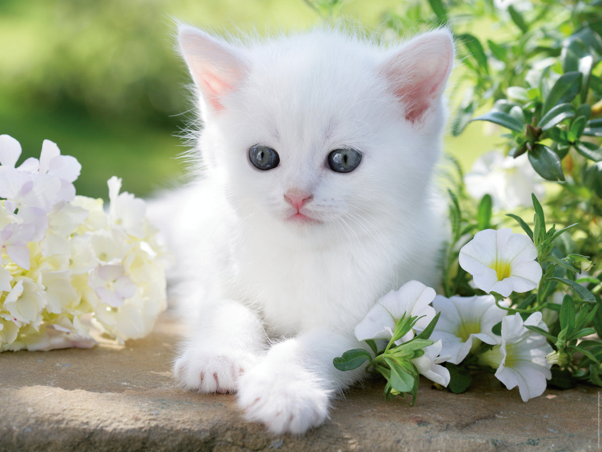 Ravensburger Puzzle 1500 pc White Kitten 12000706V
