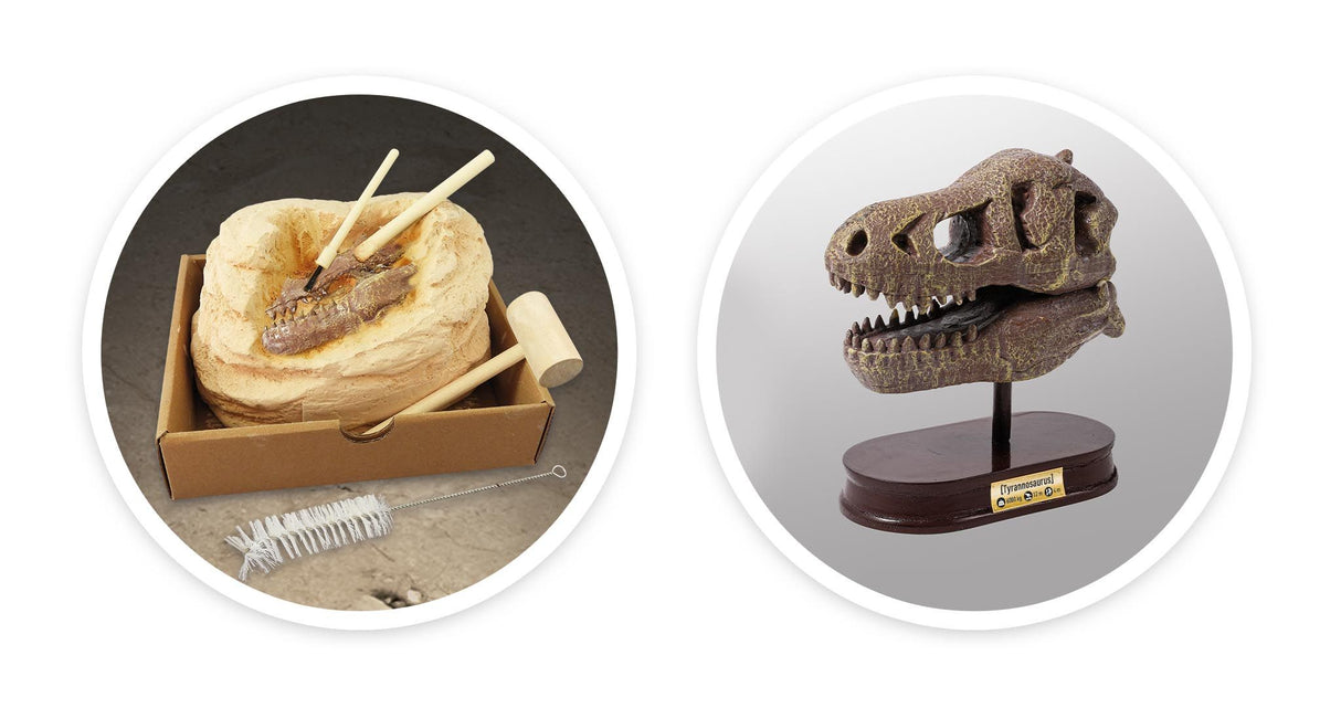 Buki Dinosaur skull - Tyrannosaurus 2130I