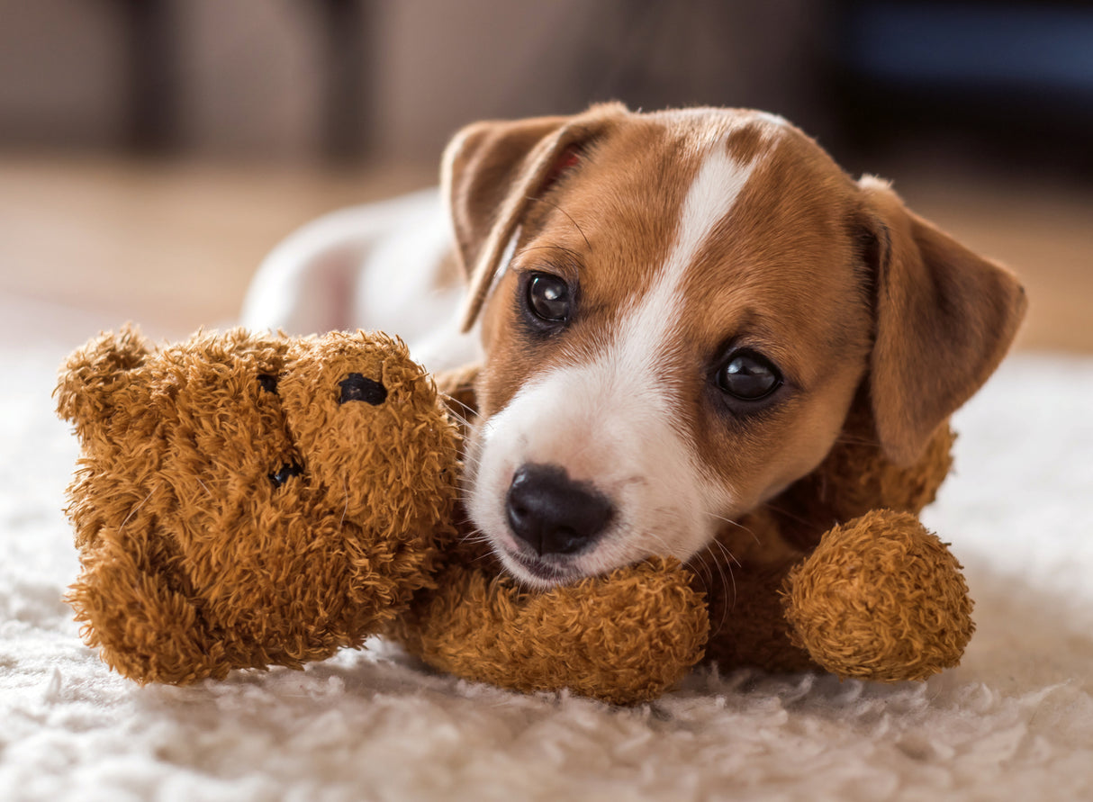 Ravensburger Puzzle 500 Pieces: Cute Puppy 12001903V