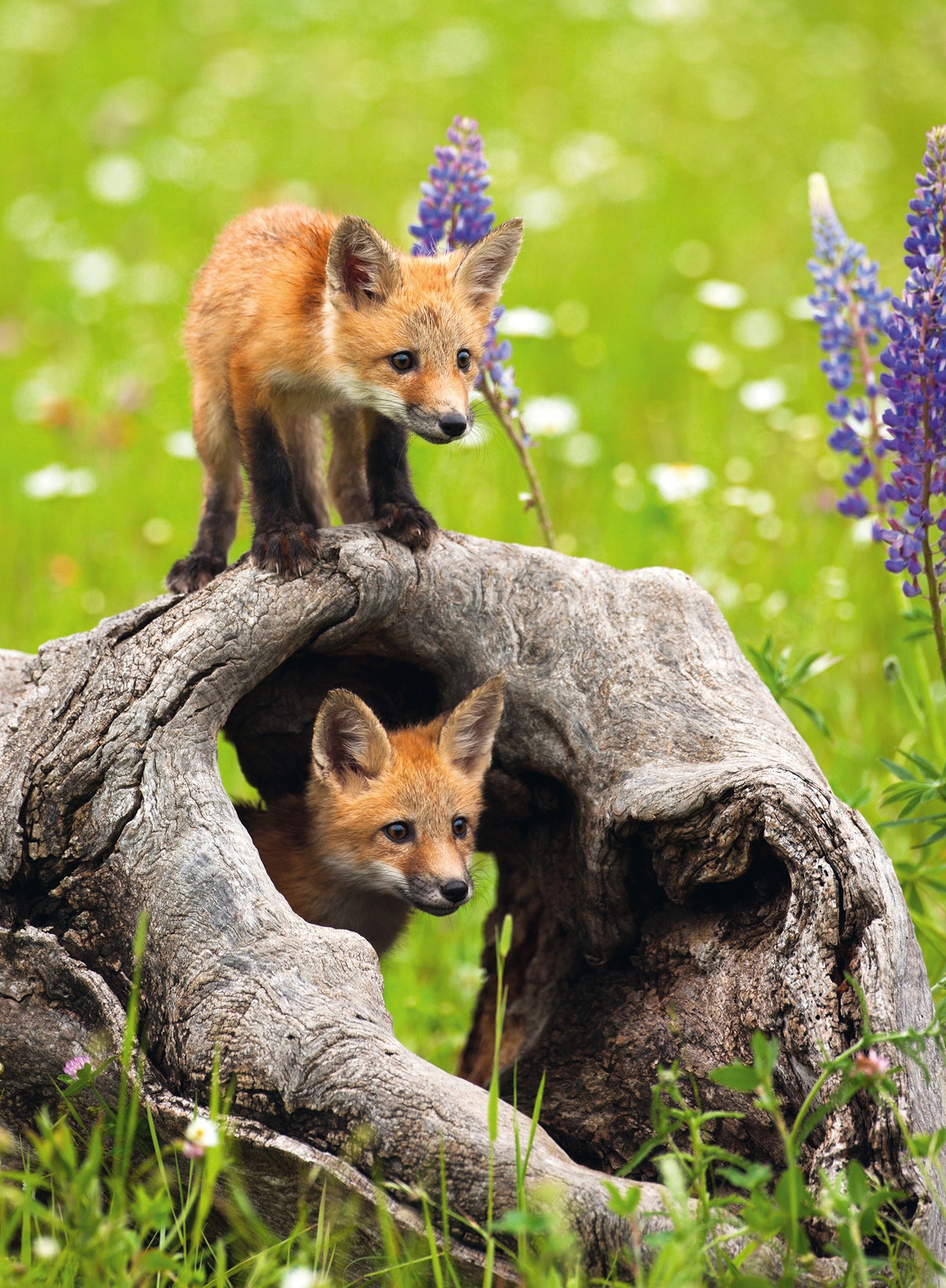 Ravensburger Puzzle 300 pc Curious Foxes 12000871V