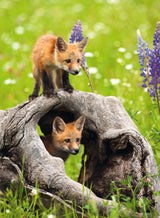 Ravensburger Puzzle 300 pc Curious Foxes 12000871V