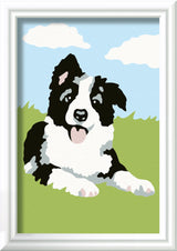 Ravensburger Paint by Numbers Border Collie 236831V